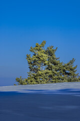 beautiful green conifer in winter on snow with a blue sky