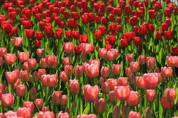 many tulips in flower bed