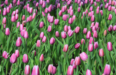 many tulips in flower bed