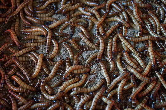 Mealworms in the worm farm for pet food