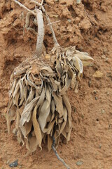 skeleton of a dead tree