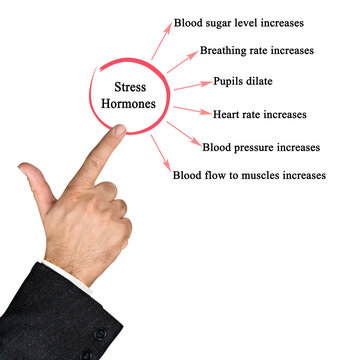 Six Effects of Stress Hormones