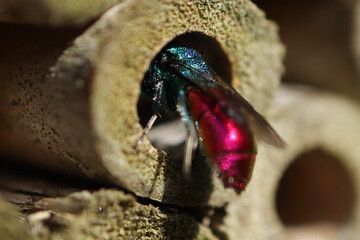 Guêpe-Coucou (Chrysis spec.)
