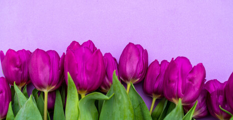 mother's day background. view from above. Beautiful bouquet of purple tulips on a purple background.