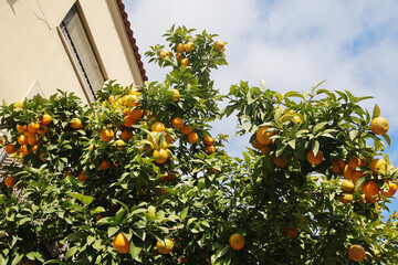 Orange trees at the streets of Cordoba, Spain	