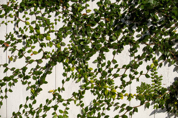 Leaf background. Abstract leaf texture, green leaf foliage nature. Floral abstract.