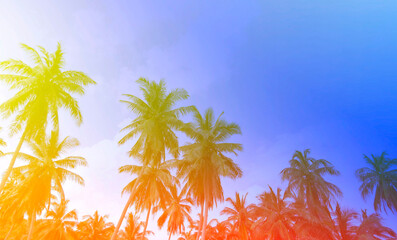 Fototapeta na wymiar The baner Summer Vintge colorfully with Palm Trees Vintage - cloud sky summer tropical summer image background