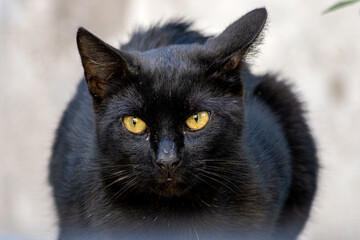 black cat portrait