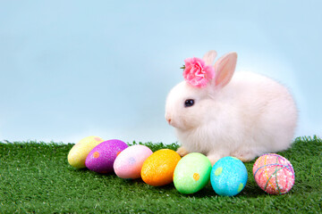 Easter bunny and eggs concept.