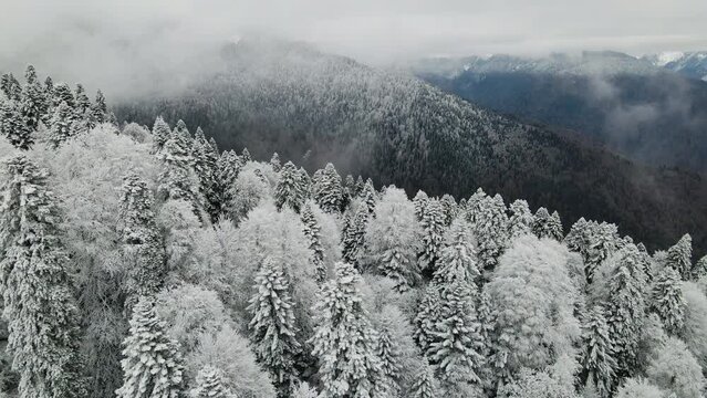 Aerial view of a beautiful winter landscape with snowy green coniferous forest.