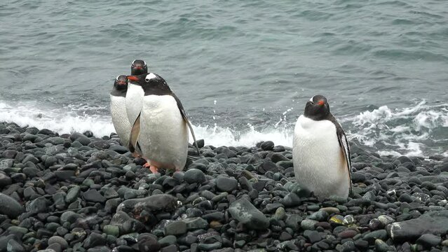 A Family of Penguins on the Shores of the Antarctic Peninsula. Couple Flapping Wings in Close-up. Antarctica Polar Winter Landscape. Behavior Of Wild Animals Adelie Penguins.