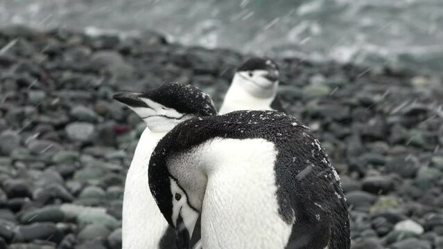 A Family of Penguins on the Shores of the Antarctic Peninsula. Couple Flapping Wings in Close-up. Antarctica Polar Winter Landscape. Behavior Of Wild Animals Adelie Penguins.