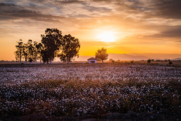 sunset over the cotton field