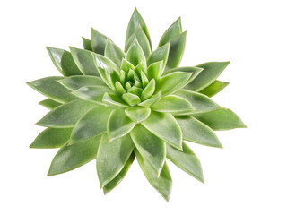 Green echeveria isolated on white background. Texture