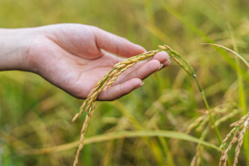 Fototapeta na wymiar Close up female Farmer Hands Holding rice grains on stalk