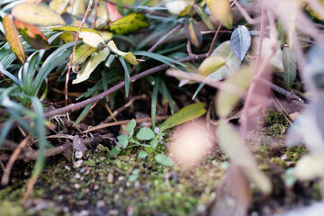 space between flowers
