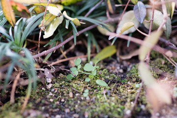 space between flowers