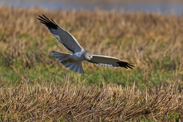 Hen harrier (Circus cyaneus)