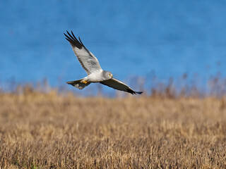 Hen harrier (Circus cyaneus)