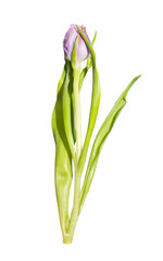 Purple tulip flower on white background