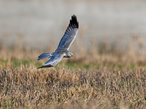 Hen Harrier (Circus Cyaneus)