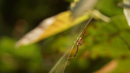 Ta Prohm temples with big tree roots in the jungle of Angkor Wat near Siem Reap in Cambodia.