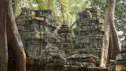 Ta Prohm temples with big tree roots in the jungle of Angkor Wat near Siem Reap in Cambodia.