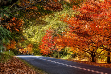 Beautiful deciduous trees colour the roadside in Autumn