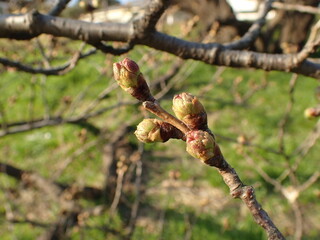 春先の多摩川土手の桜の蕾