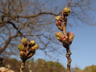 春先の多摩川土手の桜の蕾