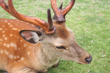Sika deer close up in Nara, Japan