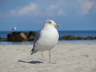 Obraz premium seagull standing on the beach