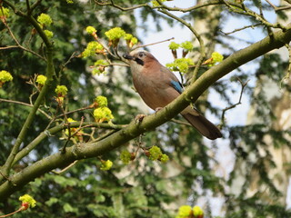 european jay on a branch