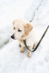 golden retriever in snow