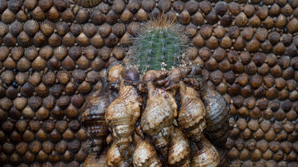 cactus embedded in shell wall