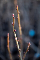 Pędy porzeczki czarnej z zawiązkami pąków © Katarzyna