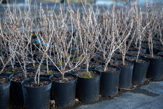 Sadzonki agrestu ustawione w rzędzie, z gołymi pędami, jeszcze bez wypuszczonych pąk&oacute;w.