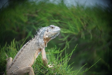 iguana on the tree