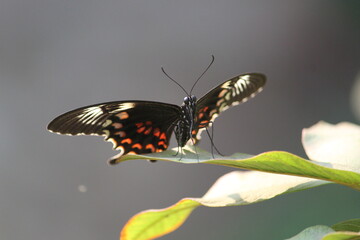 Beautiful butterfly sitting on the green leaf
