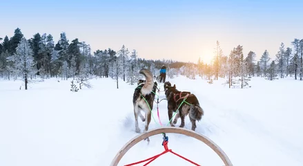 Fotobehang Hondensleeën in besneeuwd winterbos, Finland, Lapland. © Nancy Pauwels