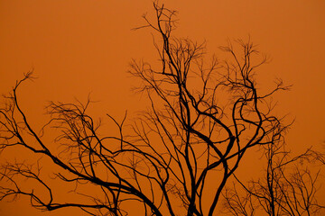 Dry branches texture under dusty sky