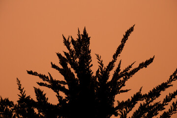 Pine branches texture under dusty sky