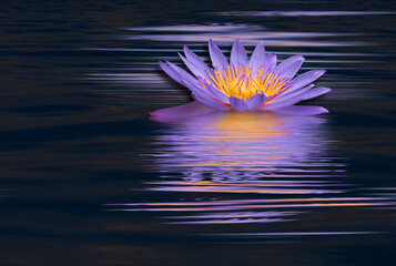 Nénuphar mauve sur fond noir  © Unclesam