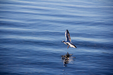 seagull touching the open sea