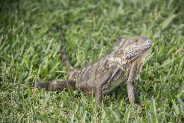 lizard on grass