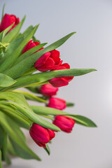 Red tulips on a white background, copy space