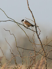 reed bunting (Emberiza schoeniclus) sitting in a bush