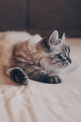 A beautiful young cat is lying on the bed and looking at the camera. Nevsky masquerade gray cat close-up. Cat food, love for animals, a place for text
