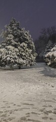 winter evening, snowy trees, christmas atmosphere