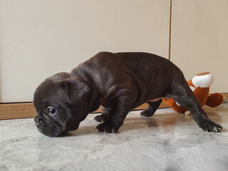 Cachorro de bulldog francés negro y su expresiones